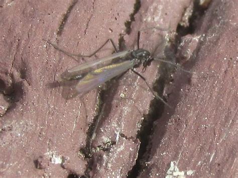 Chironomidae - BugGuide.Net