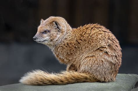 Yellow Mongoose by grahamwalton - Pentax User