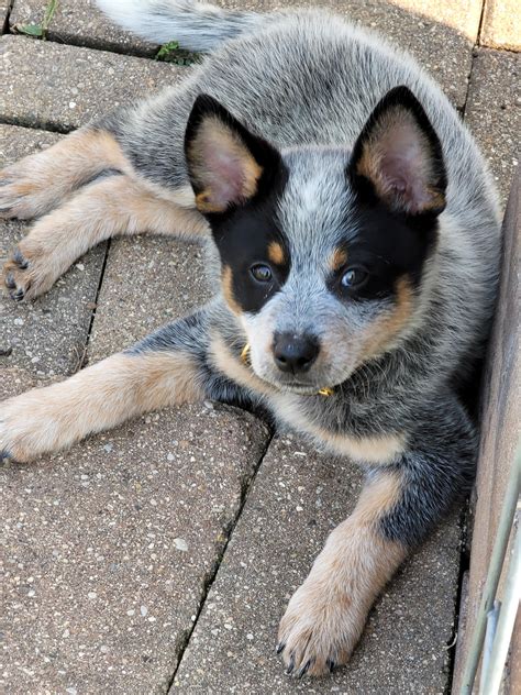 The king of ankle biting : r/AustralianCattleDog