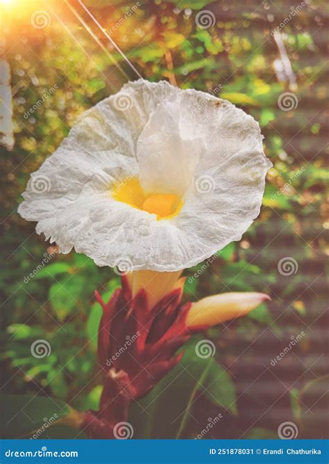 A Flower of the Tepu Plant. Stock Image - Image of white, sinhalat ...