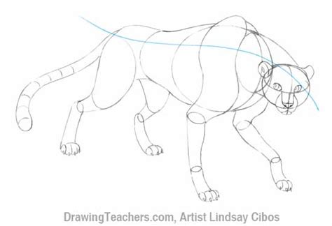 How to Draw a Cheetah Step by Step