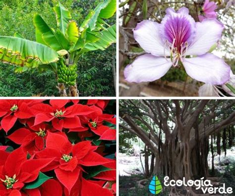 BOSQUES TROPICALES: características, flora y fauna - ¡Resumen!