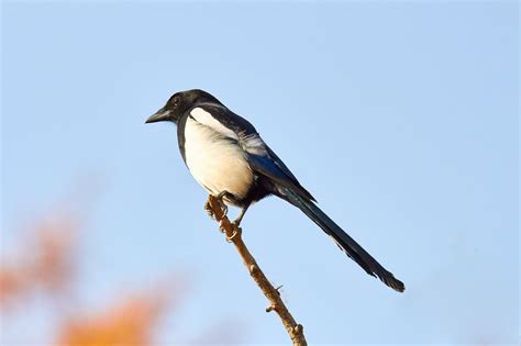 File:The Korean Lucky Bird (182632069).jpeg - Wikimedia Commons