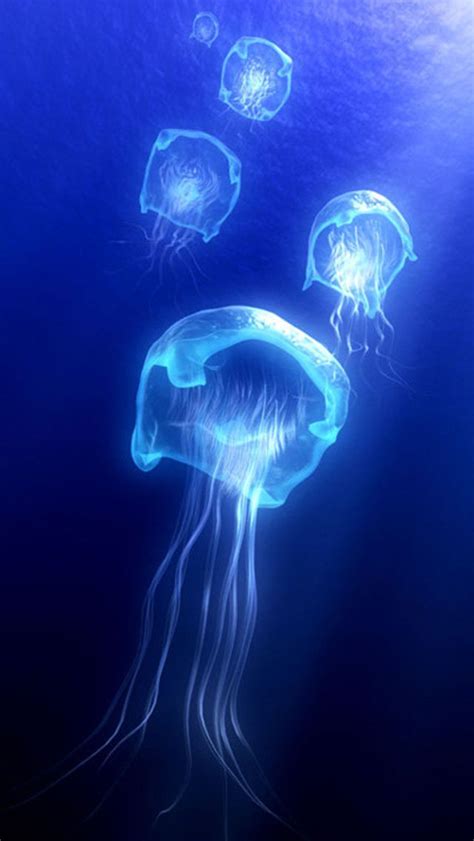 10 best Phylum Cnidaria images on Pinterest | Marine life, Coral reefs and Jellyfish