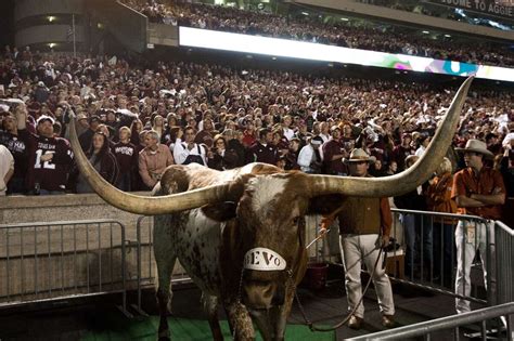 Bevo XV makes his debut 100 years after the first Bevo went to a UT ...