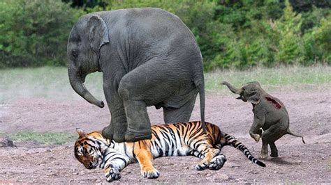 Mother Elephant Rescue baby from Tiger - Amazing Wild Animals Attacks, Crocodile vs Tiger vs ...