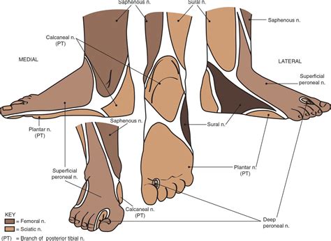 Ankle and Foot Nerve Blocks | Anesthesia Key