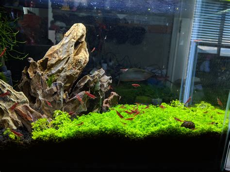 Very proud of my 5 Gallon Shrimp Tank w/ DIY CO2 setup. Finally feeling ...