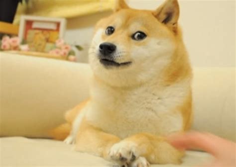 The Real Story Behind the Doge Meme Might Have Originated From a Dog Named "Kabosu" [VIDEO ...