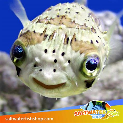 Porcupine puffer for sale | saltwater porcupine pufferfish for sale