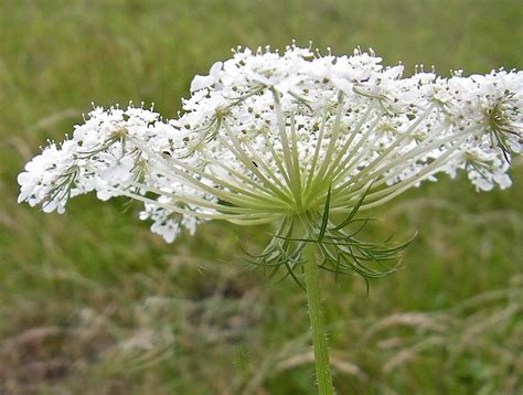 Botanical Terms: umbel, involucre