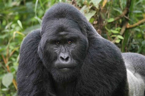 Usa, gorilla ucciso per salvare un bimbo caduto nel suo recinto ...