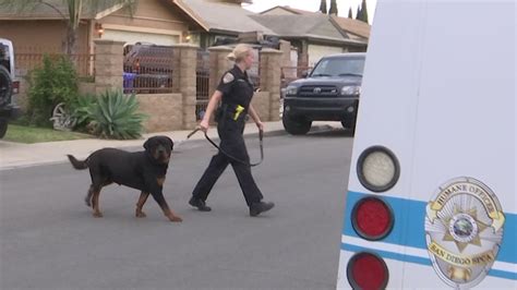 Family Rottweiler Bites, Shakes Baby in South Bay Home: SDPD – NBC Bay Area