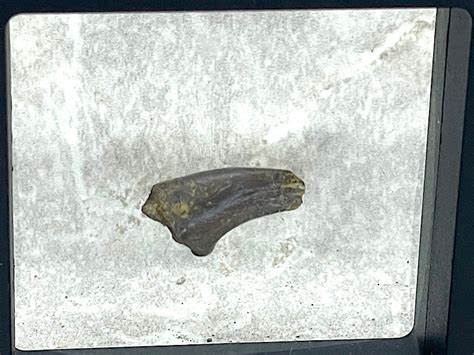 Stunning dromaeosaur claw