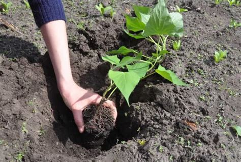 Sweet Potato Plants Guide: How to Grow Awesome Sweet Potatoes