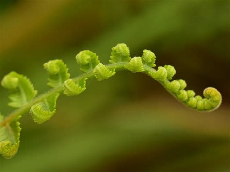 Download free photo of Fern,ferns,green,growth,nature - from needpix.com