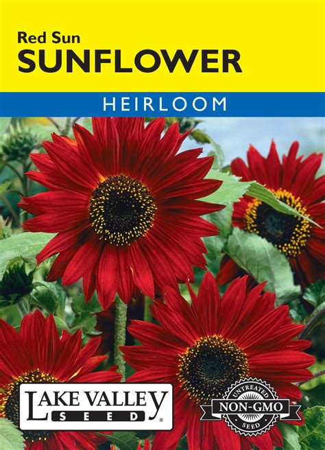 Sunflower Red Sun - Item #1212 - Lake Valley Seed