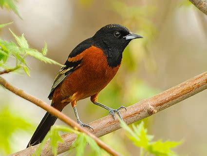 male orchard oriole - Birds Photo (36099744) - Fanpop