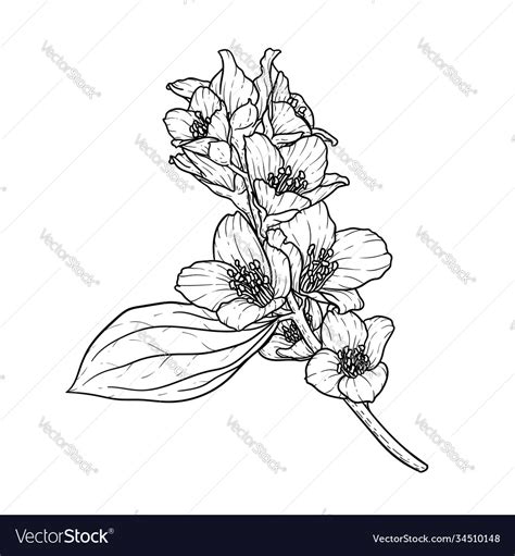 Black and white branch flower jasmine outline Vector Image