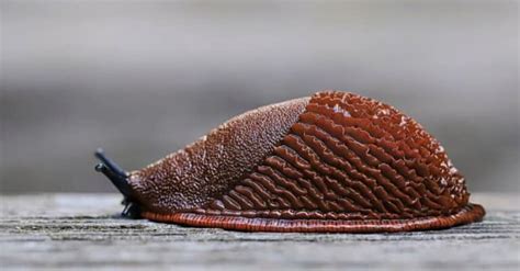 10 Notable Facts About Slugs - A-Z Animals