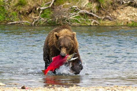 Ultimate Alaska Wildlife Safari | Small Group Holiday