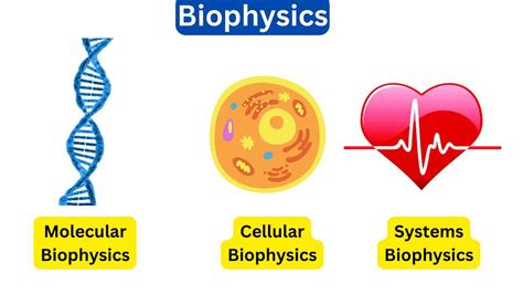 What is Biophysics?-Branches and Applications