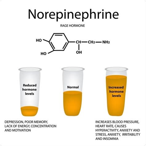 What is the hormone norepinephrine that is so important?