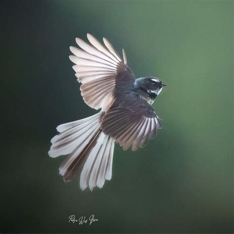 Fantail ‹ Bird of the Year ‹ Forest & Bird