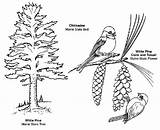 Free Coloring Pages Pine Tree Download  sketch template