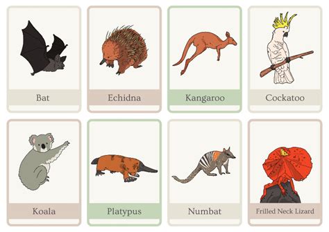 Australian Animal Kids Flash Cards | Etsy