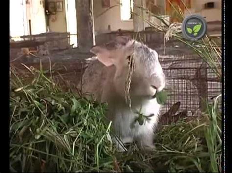 Rabbit farming in developing countries (cuniculture) - YouTube