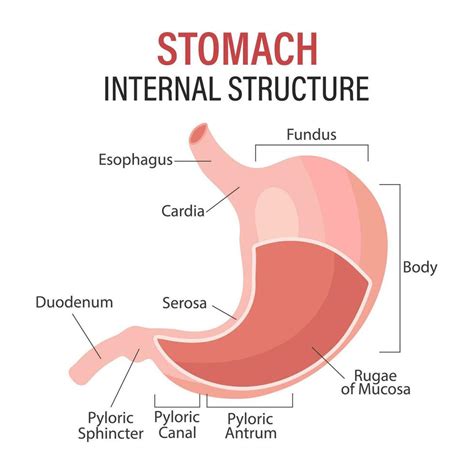 Anatomy of the human stomach, medical poster with detailed diagram of the structure of the ...