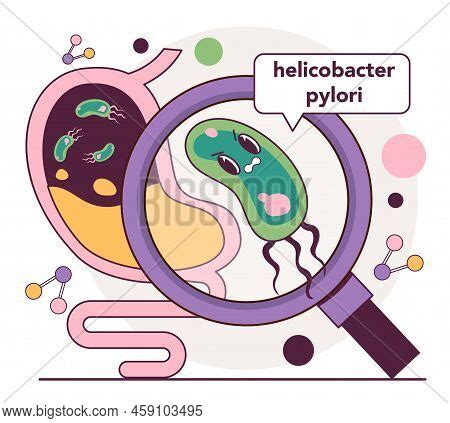 Helicobacter Pylori Vector & Photo (Free Trial) | Bigstock