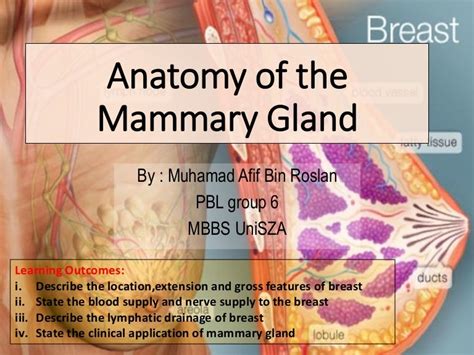 anatomy of the cow