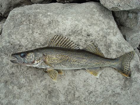 Art Lander's Outdoors: Saugeye fishery has blossomed in Ky., providing a bonanza for anglers ...