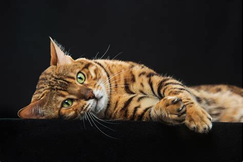 Bengal Cat Personality - A Complete Guide | Meowpassion