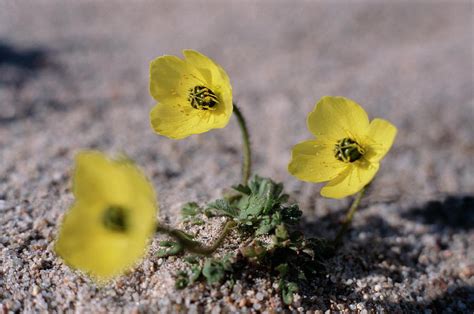 Arctic Poppy Photograph by Simon Fraser/science Photo Library - Fine ...