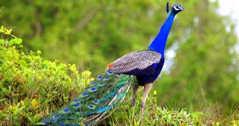 Goa WildLife Tour - Best Tours in Goa