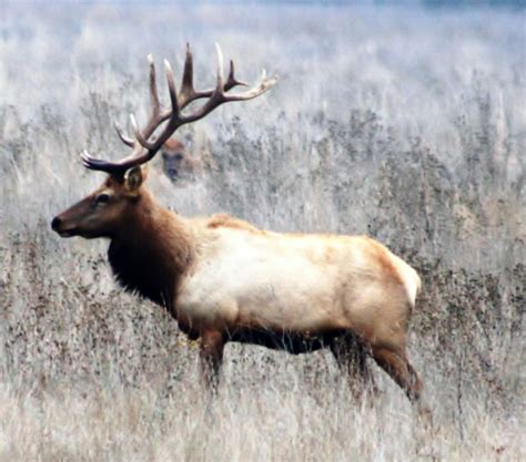 Tule elk - Wikipedia