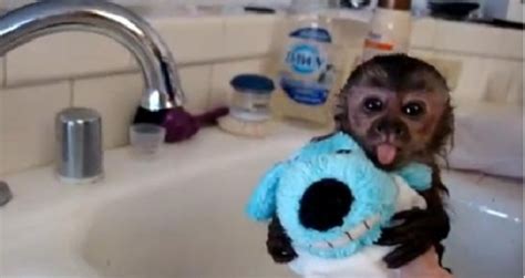 Adorable baby monkey - gets bath - Videos - Metatube