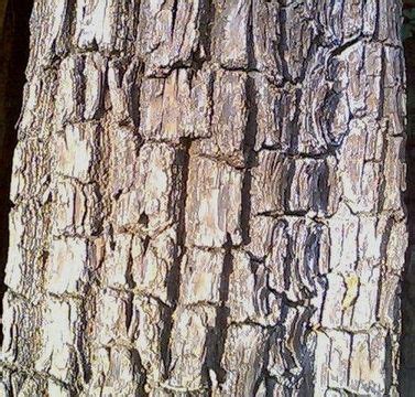 Arjun Tree facts and health benefits