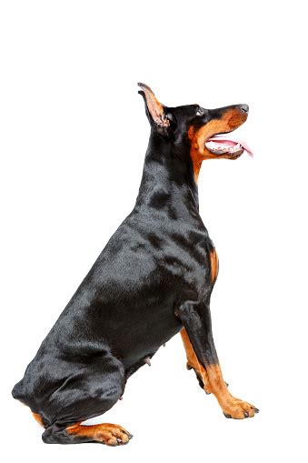 Profile Of Sitting Doberman Pinscher Stock Photo - Download Image Now - 2015, Aggression ...