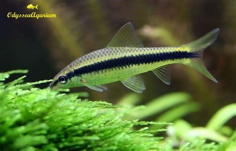 Buy Odysseaaqurium 10 Siamese Algae Eater SAE Golden Algae Eater Freshwater Tropical Aquarium ...