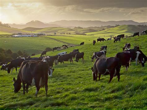 1,700+ New Zealand Dairy Farm Stock Photos, Pictures & Royalty-Free Images - iStock