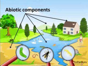 What Is Ecology? - Definition and Ecological study levels