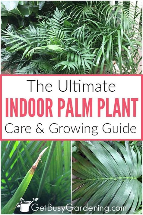 Palm Plant Care & Complete Indoor Growing Guide - Get Busy Gardening