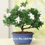 Cape Jasmine Gardenia Seeds Pack Of 100 - BestSeedsOnline.com - Free Shipping Worldwide