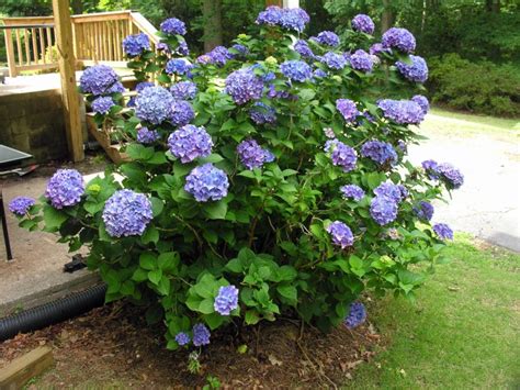 Hydrangea macrophylla, also called bigleaf or French hydrangea, has ...