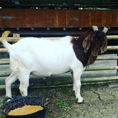 Kambing Boer Ciri Ciri Jenis Harga Cara Ternak Kandang Pakan - Riset