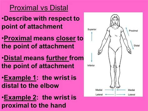 Proximal Vs Distal Examples